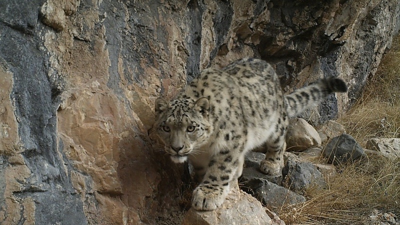Snow Leopards 