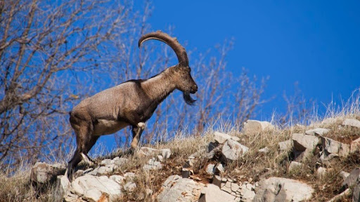 Mountain goat