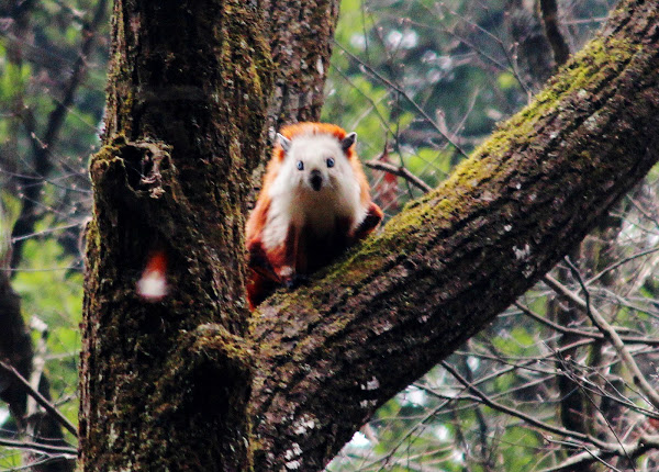 Red and White Flying Squirrel