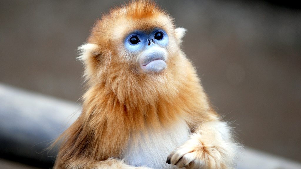 Chinese Golden Monkey