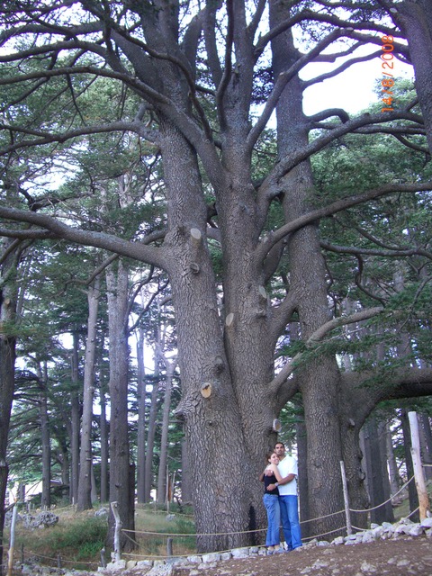 Cedar of Love