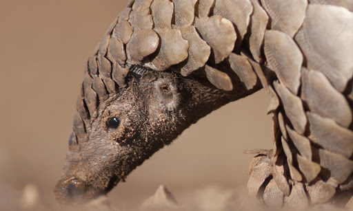 Pangolin